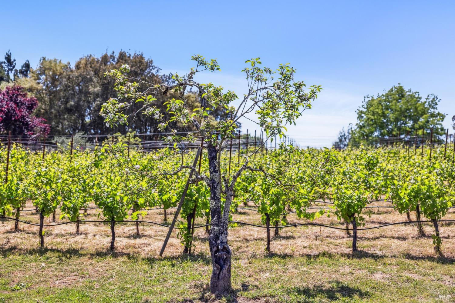 Detail Gallery Image 88 of 98 For 9724 Green Valley Rd, Sebastopol,  CA 95472 - 4 Beds | 3 Baths