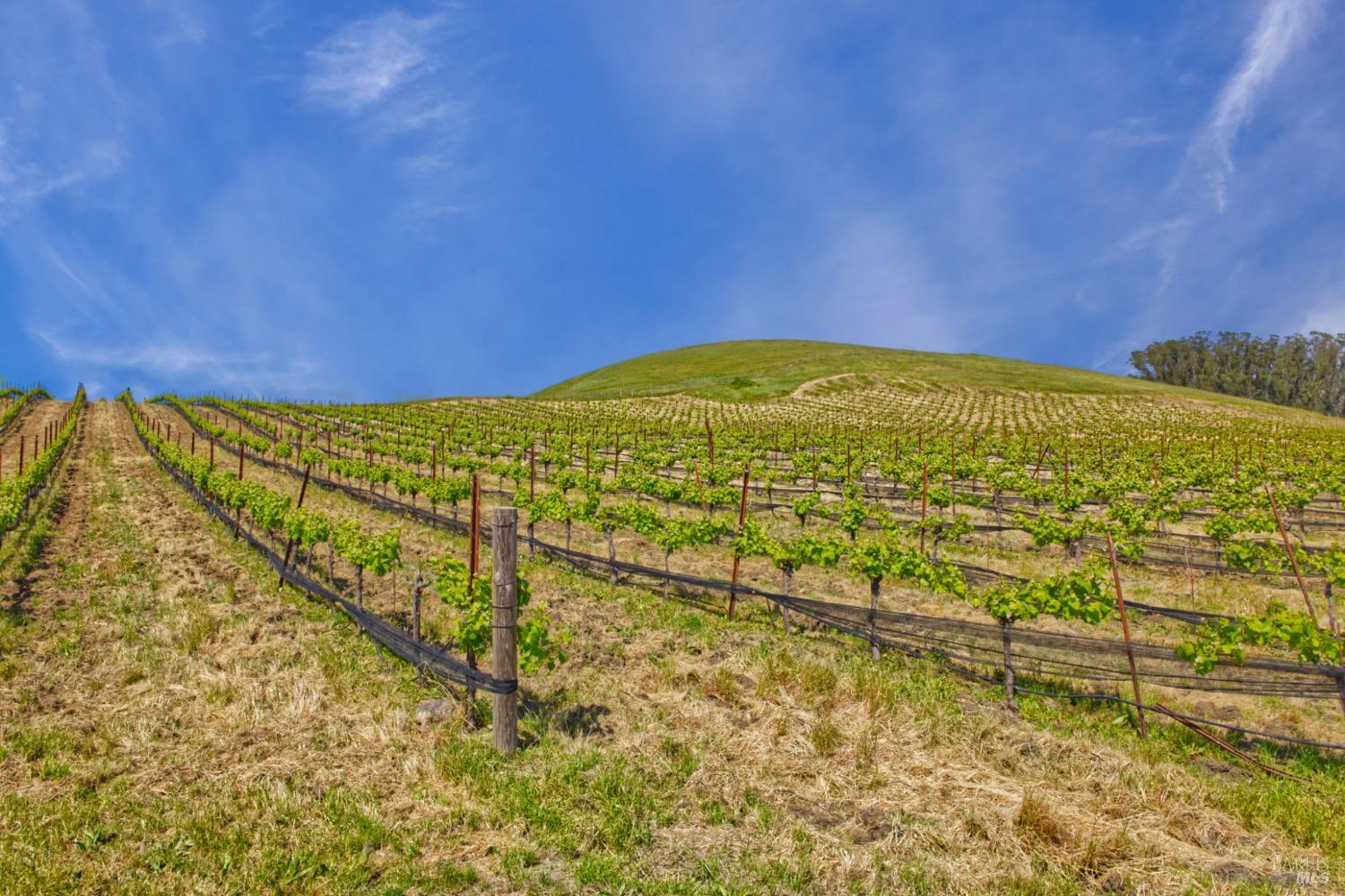 Detail Gallery Image 20 of 40 For 2590 Chileno Valley Rd, Petaluma,  CA 94952 - – Beds | – Baths