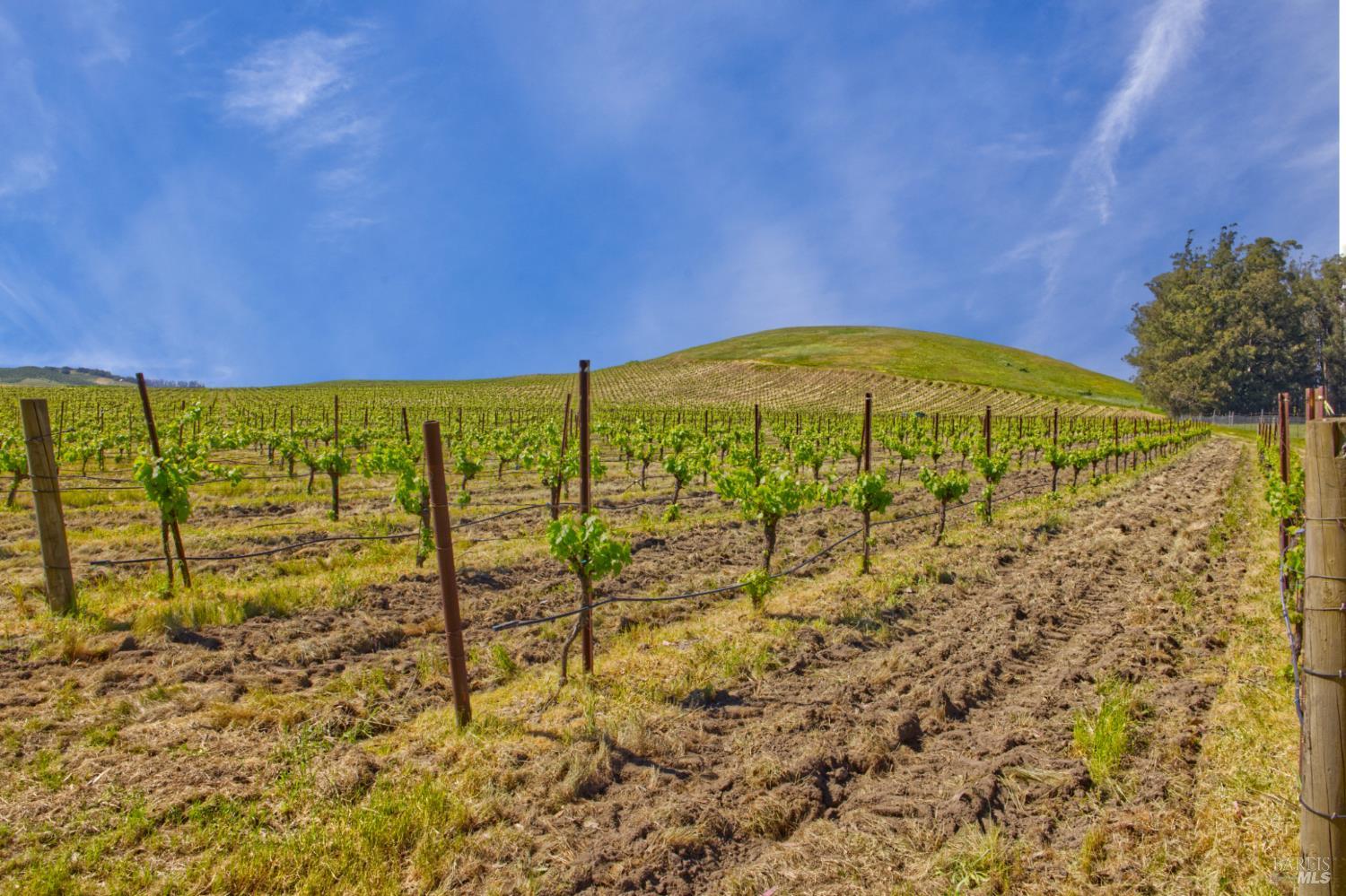 Detail Gallery Image 24 of 40 For 2590 Chileno Valley Rd, Petaluma,  CA 94952 - – Beds | – Baths