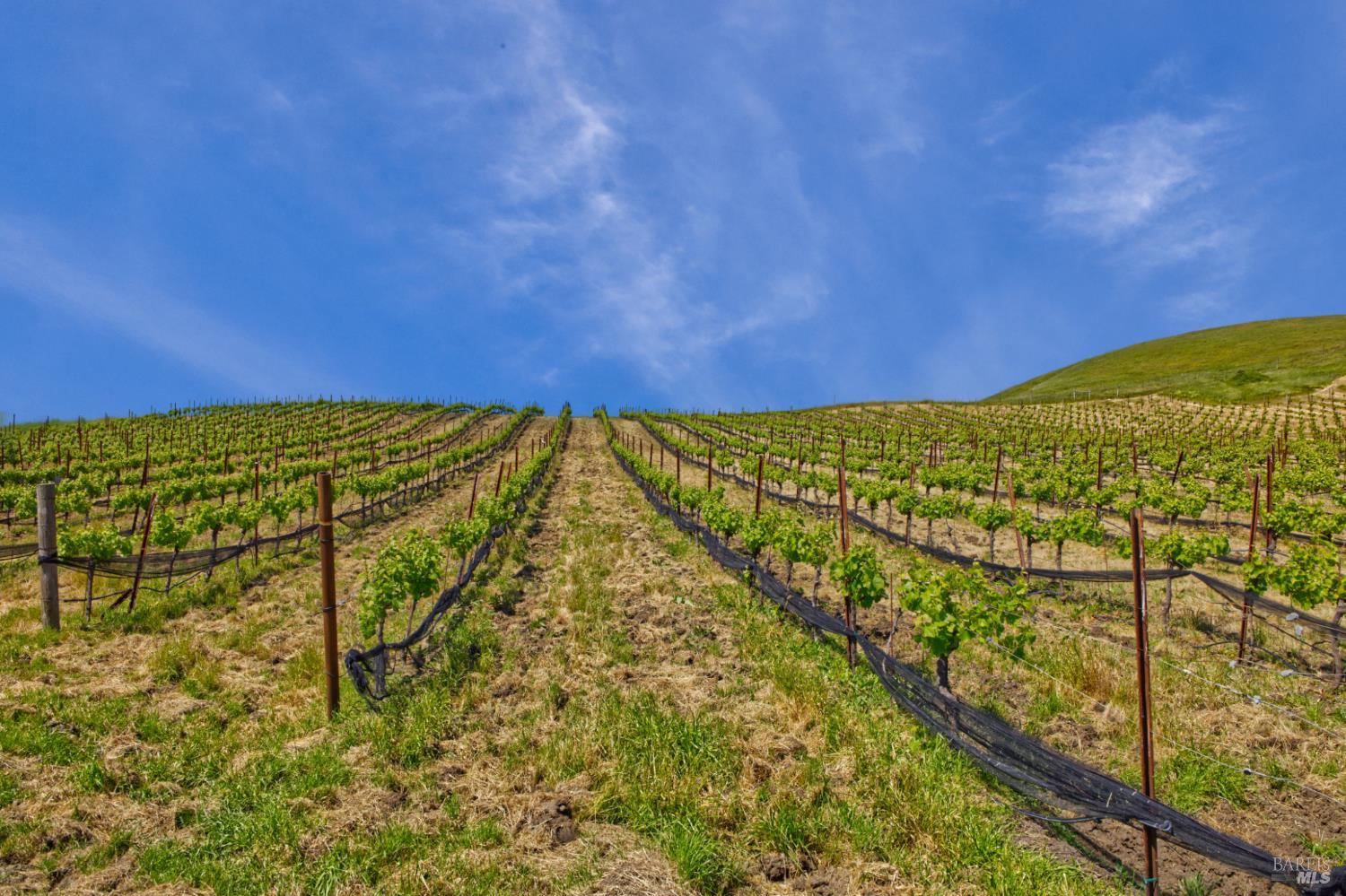Detail Gallery Image 19 of 40 For 2590 Chileno Valley Rd, Petaluma,  CA 94952 - – Beds | – Baths