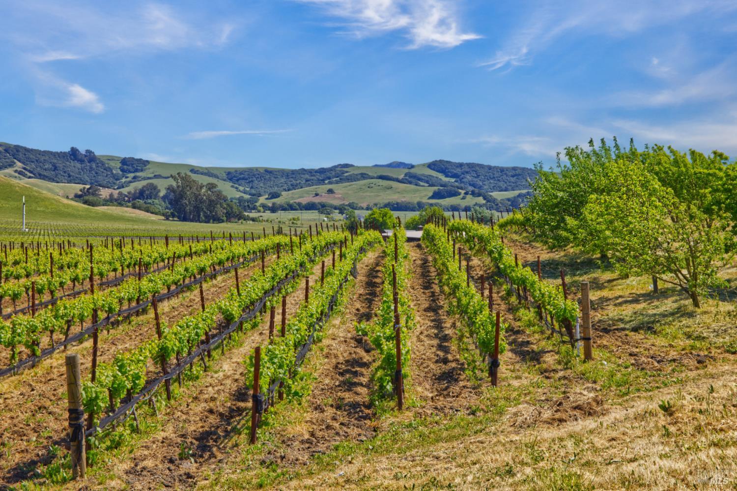 Detail Gallery Image 39 of 40 For 2590 Chileno Valley Rd, Petaluma,  CA 94952 - – Beds | – Baths