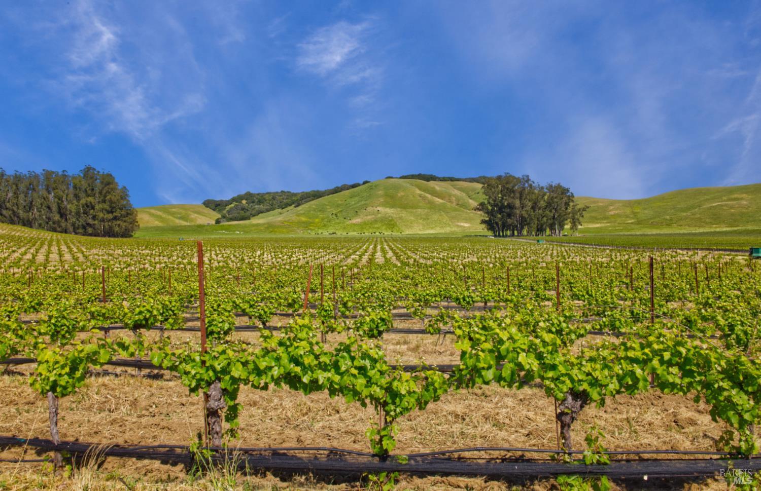 Detail Gallery Image 23 of 40 For 2590 Chileno Valley Rd, Petaluma,  CA 94952 - – Beds | – Baths