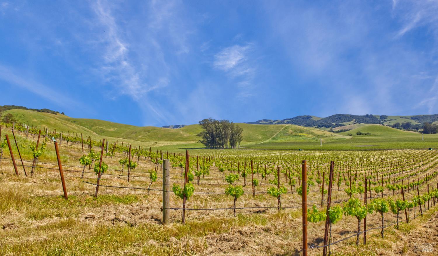 Detail Gallery Image 29 of 40 For 2590 Chileno Valley Rd, Petaluma,  CA 94952 - – Beds | – Baths