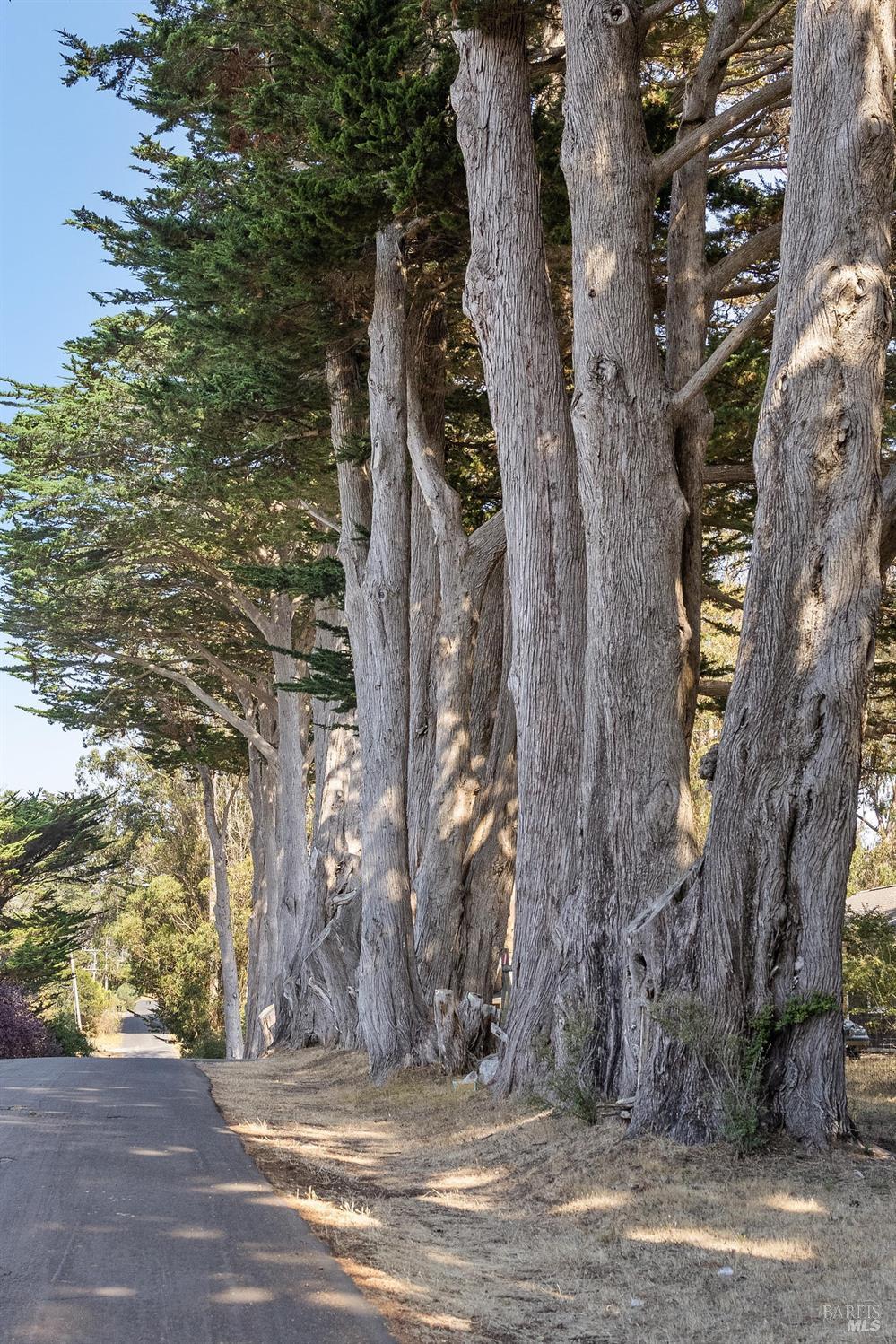 Detail Gallery Image 4 of 56 For 41 Cypress Rd, Point Reyes Station,  CA 94956 - 4 Beds | 4/1 Baths
