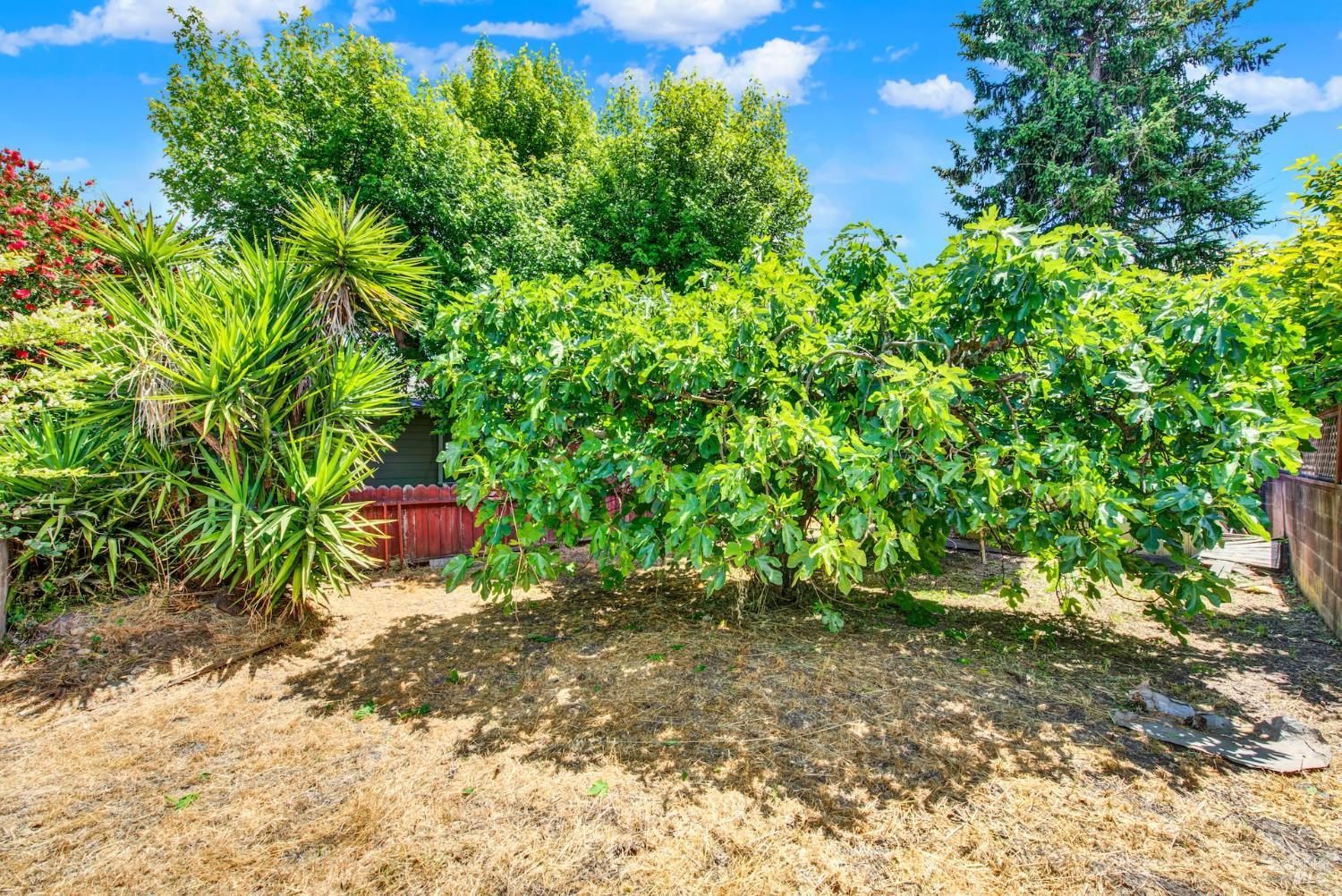 Detail Gallery Image 62 of 64 For 285 Homewood Ave, Napa,  CA 94558 - 2 Beds | 1 Baths