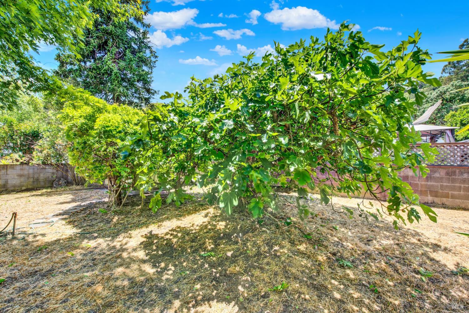 Detail Gallery Image 60 of 64 For 285 Homewood Ave, Napa,  CA 94558 - 2 Beds | 1 Baths