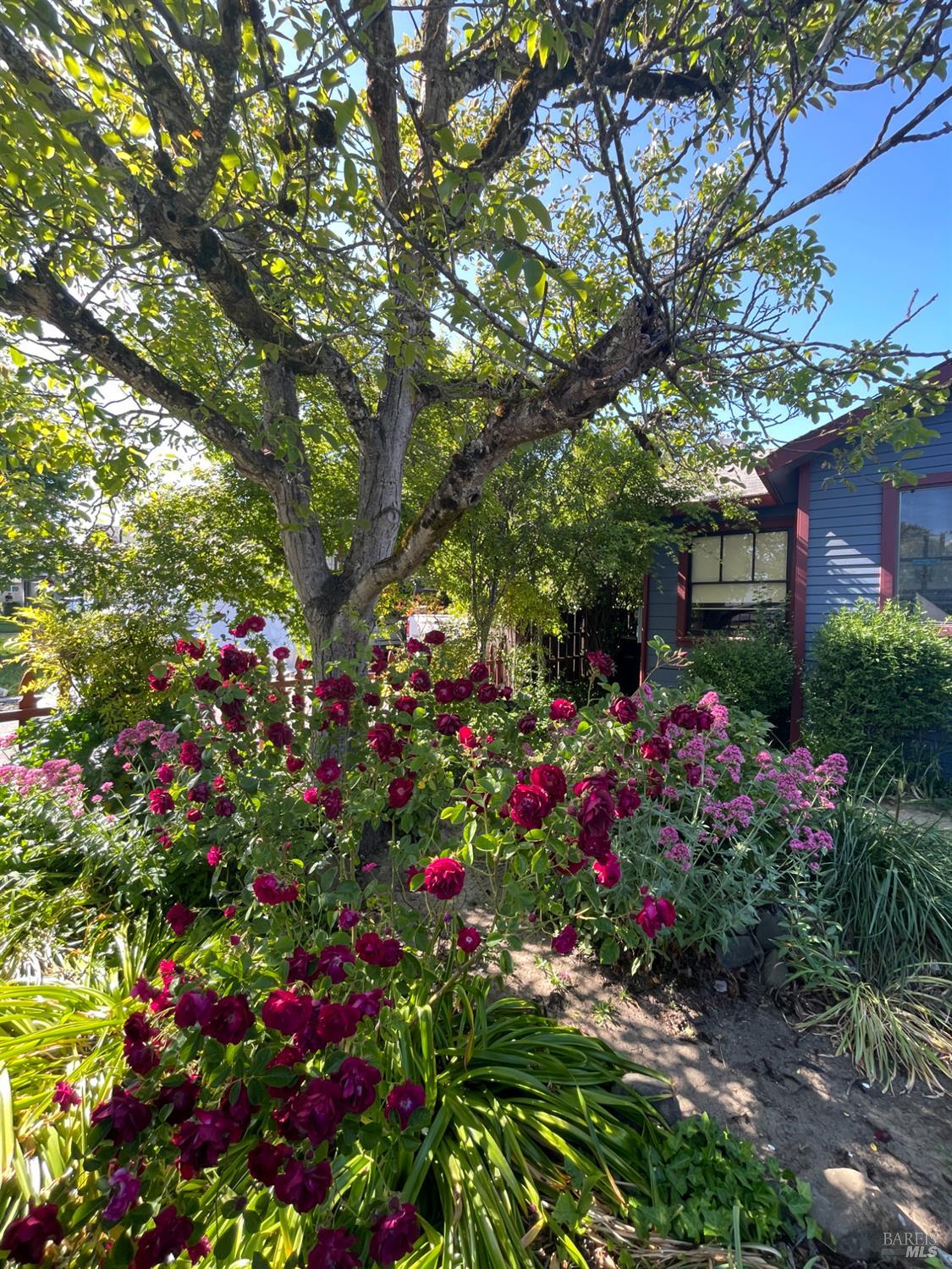 Detail Gallery Image 64 of 68 For 458 E San Francisco Ave, Willits,  CA 95490 - 4 Beds | 2 Baths