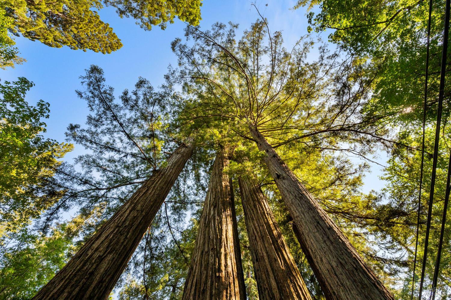 Detail Gallery Image 51 of 55 For 5600 Cazadero Hwy, Cazadero,  CA 95421 - 2 Beds | 1/1 Baths