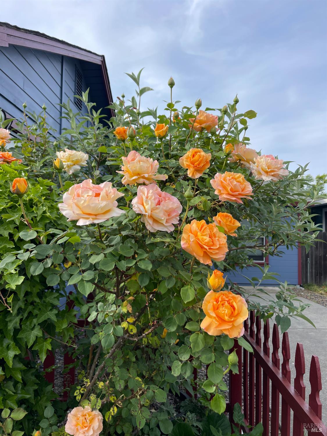 Detail Gallery Image 17 of 68 For 458 E San Francisco Ave, Willits,  CA 95490 - 4 Beds | 2 Baths