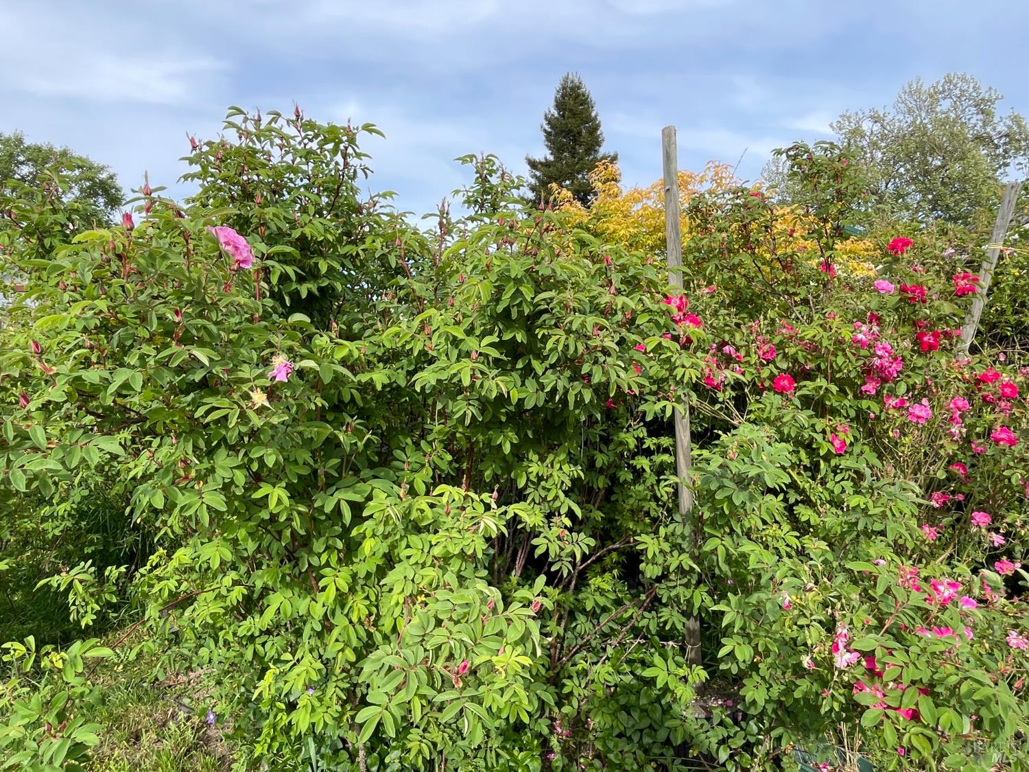 Detail Gallery Image 59 of 68 For 458 E San Francisco Ave, Willits,  CA 95490 - 4 Beds | 2 Baths