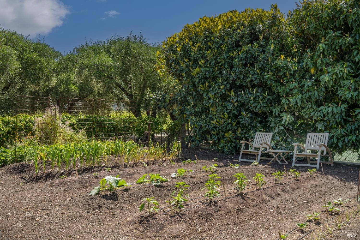 Detail Gallery Image 48 of 70 For 900 Rutherford Rd, Rutherford,  CA 94573 - 6 Beds | 6/1 Baths