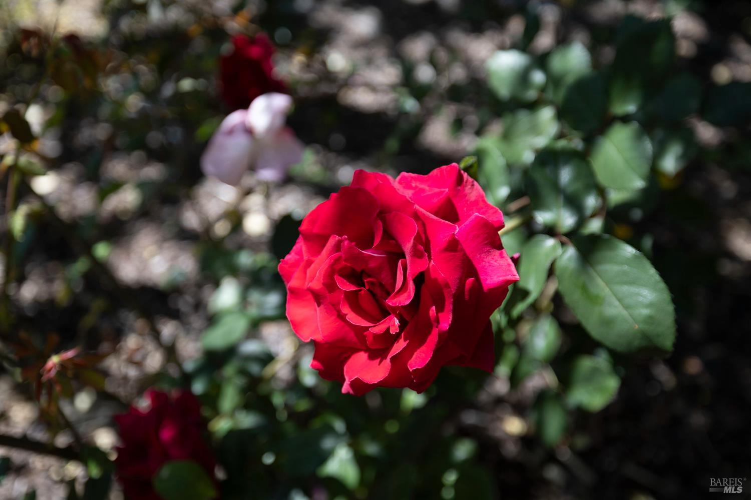 Detail Gallery Image 39 of 52 For 3429 Castlerock Ct, Santa Rosa,  CA 95404 - 4 Beds | 2 Baths