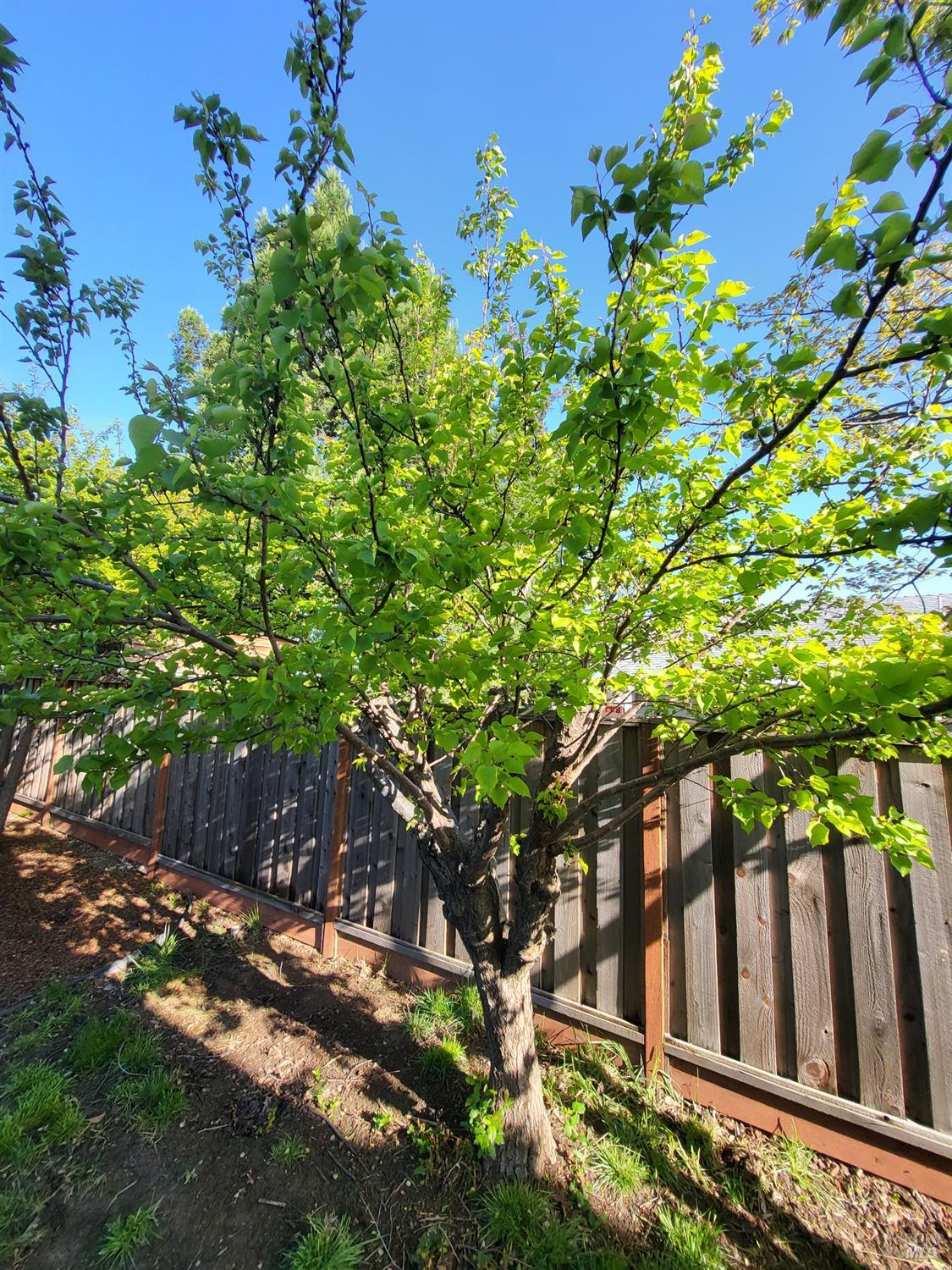 Detail Gallery Image 24 of 27 For 496 Lupine Cir, Vacaville,  CA 95687 - 3 Beds | 2/1 Baths