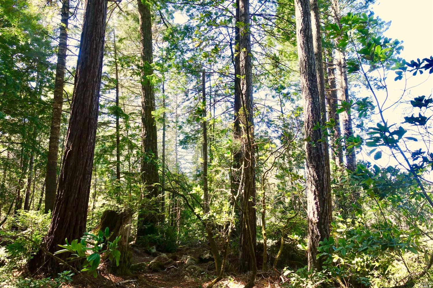 Detail Gallery Image 11 of 17 For Address Is Not Disclosed, Mendocino,  CA 95460 - – Beds | – Baths