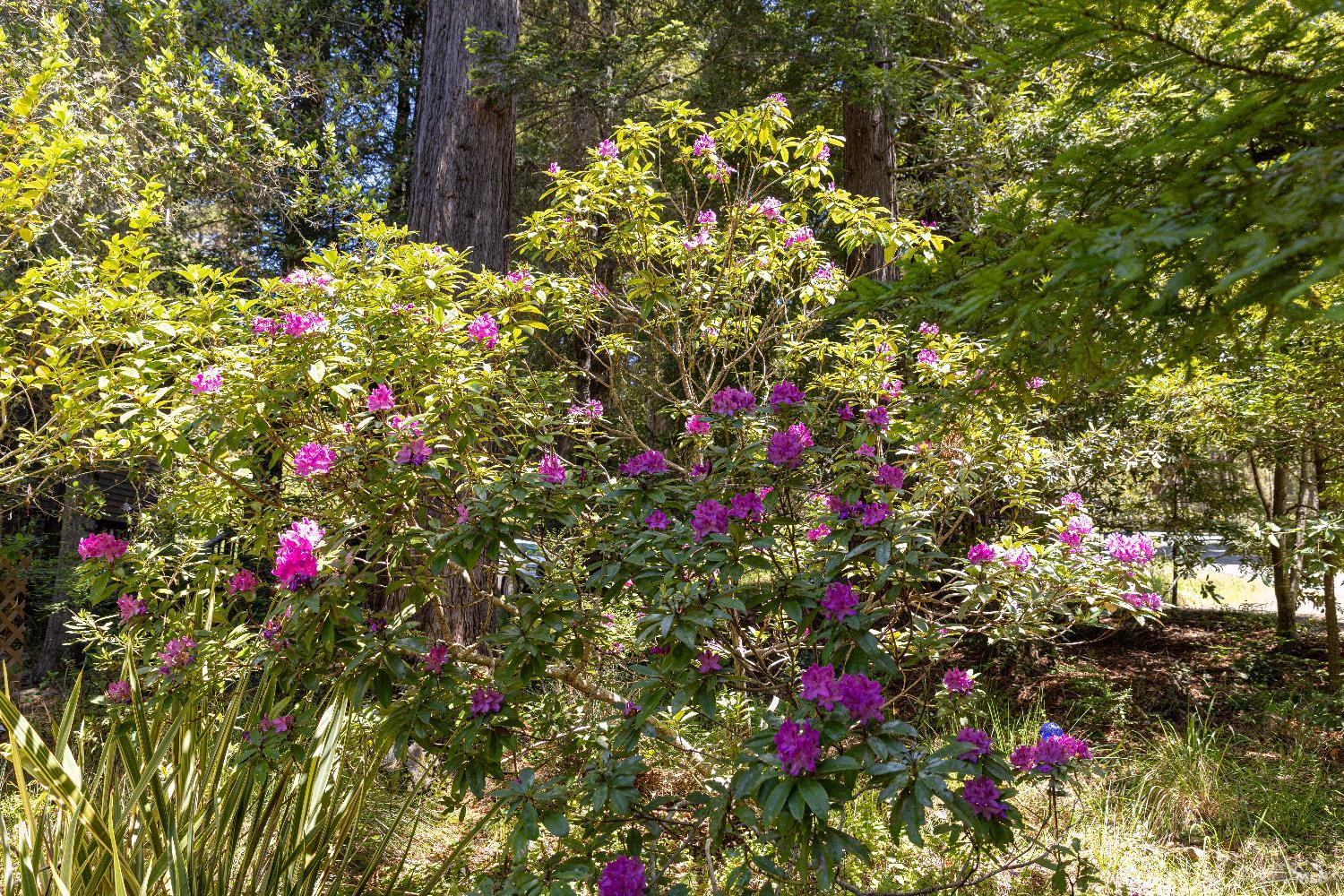Detail Gallery Image 36 of 44 For 22111 Umland Cir, Jenner,  CA 95450 - 3 Beds | 2 Baths