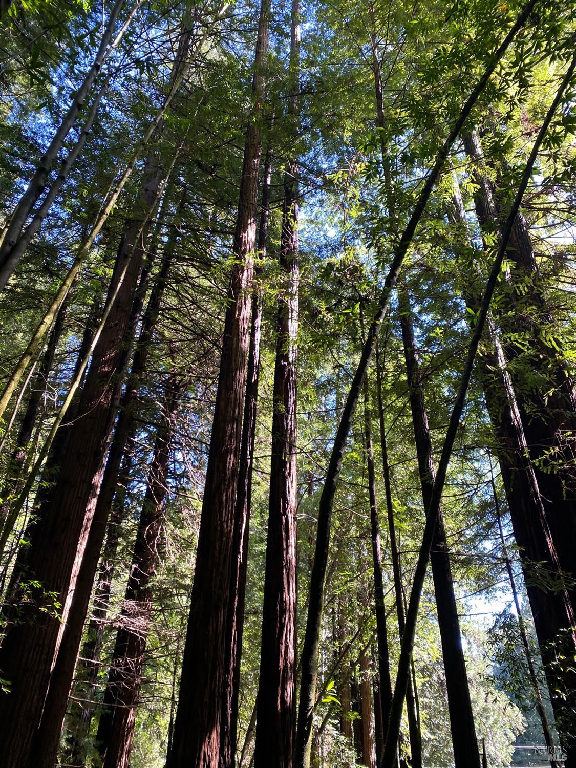 Detail Gallery Image 15 of 15 For 1545 Cazadero Hwy, Cazadero,  CA 95421 - – Beds | – Baths
