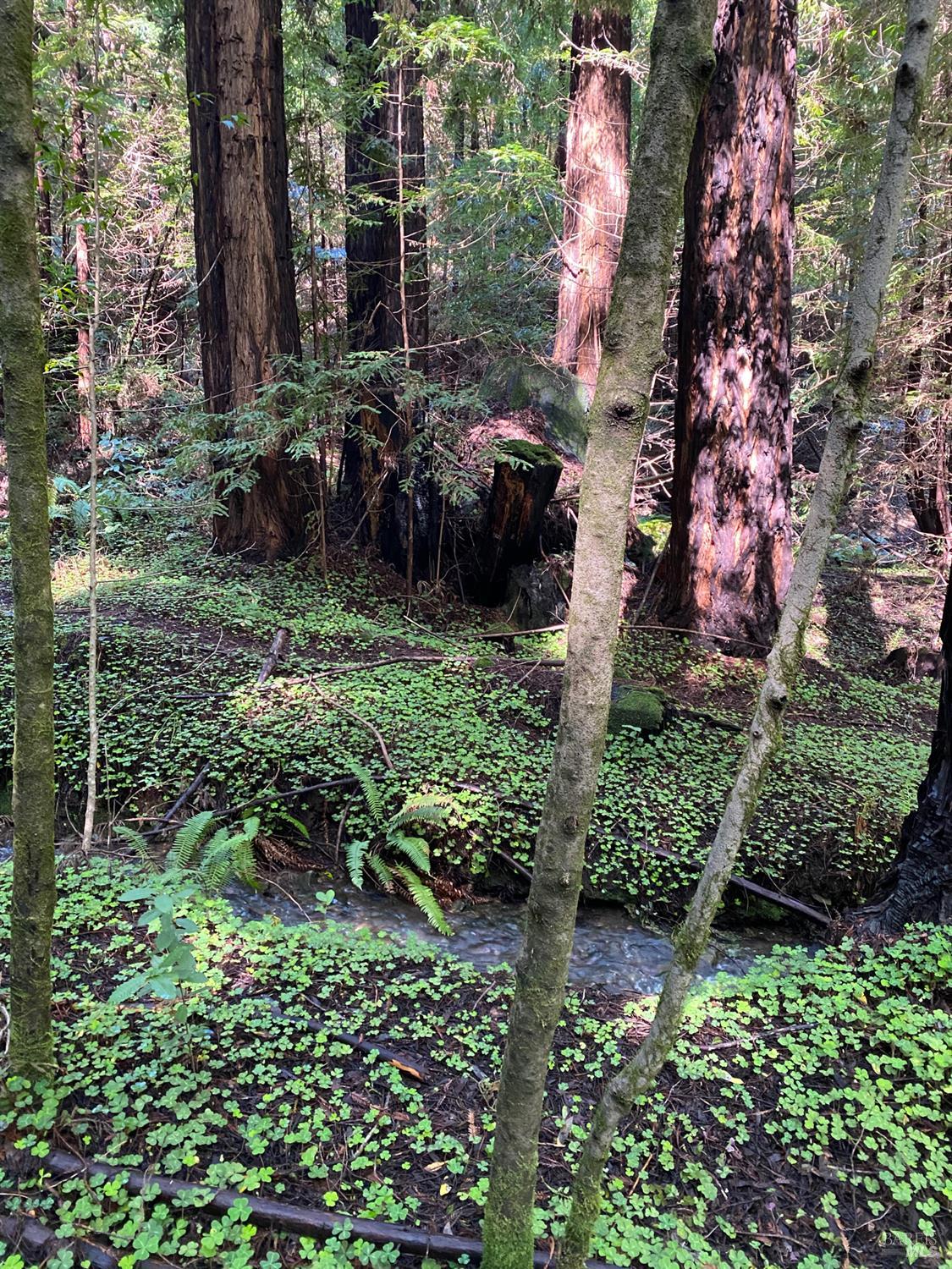 Detail Gallery Image 13 of 15 For 1545 Cazadero Hwy, Cazadero,  CA 95421 - – Beds | – Baths