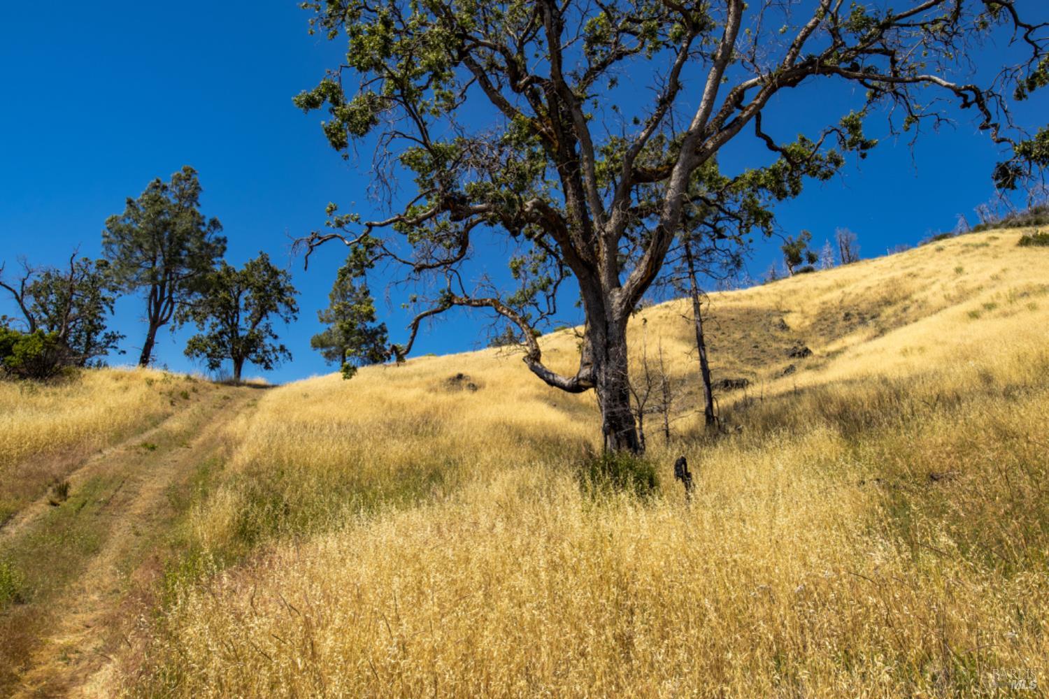 Pine Flat Road, Healdsburg, California image 39