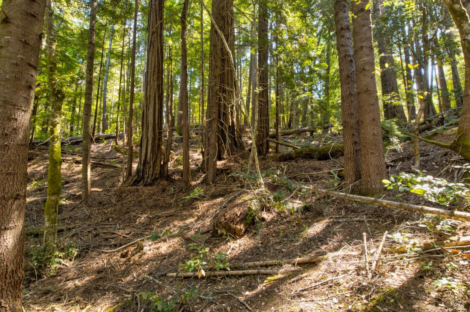 Frog Pond Road, Little River, California image 13