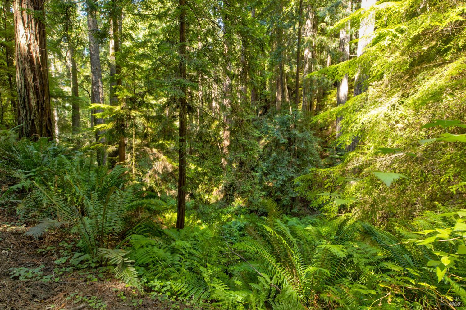 Frog Pond Road, Little River, California image 1