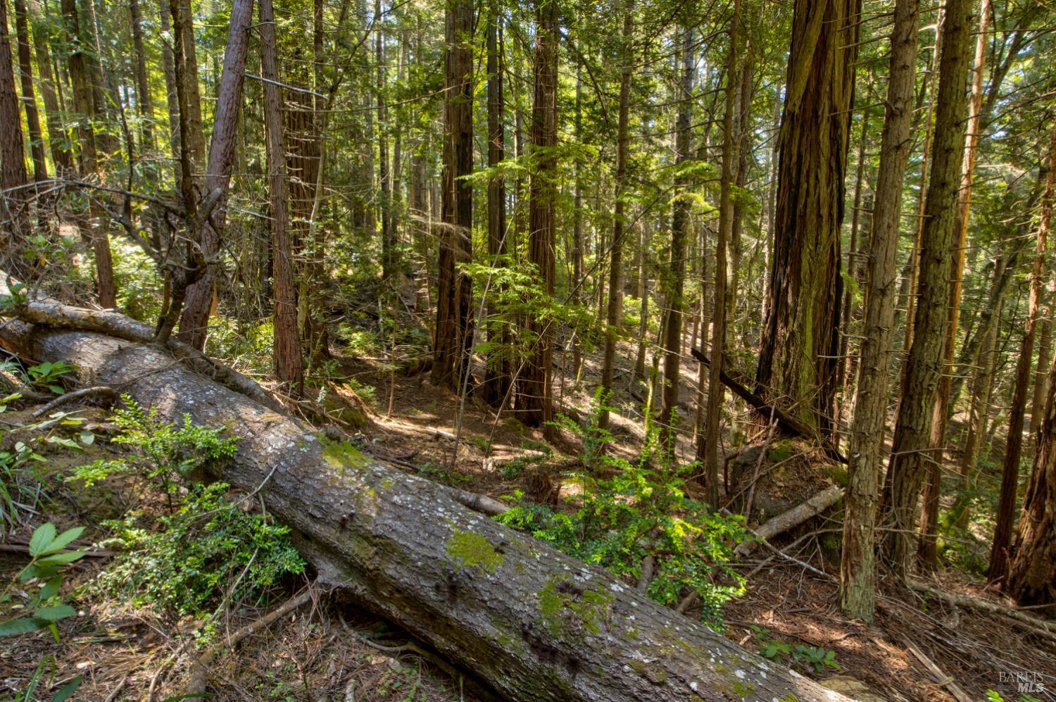 Frog Pond Road, Little River, California image 18