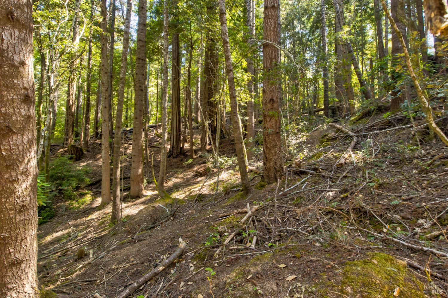 Frog Pond Road, Little River, California image 11