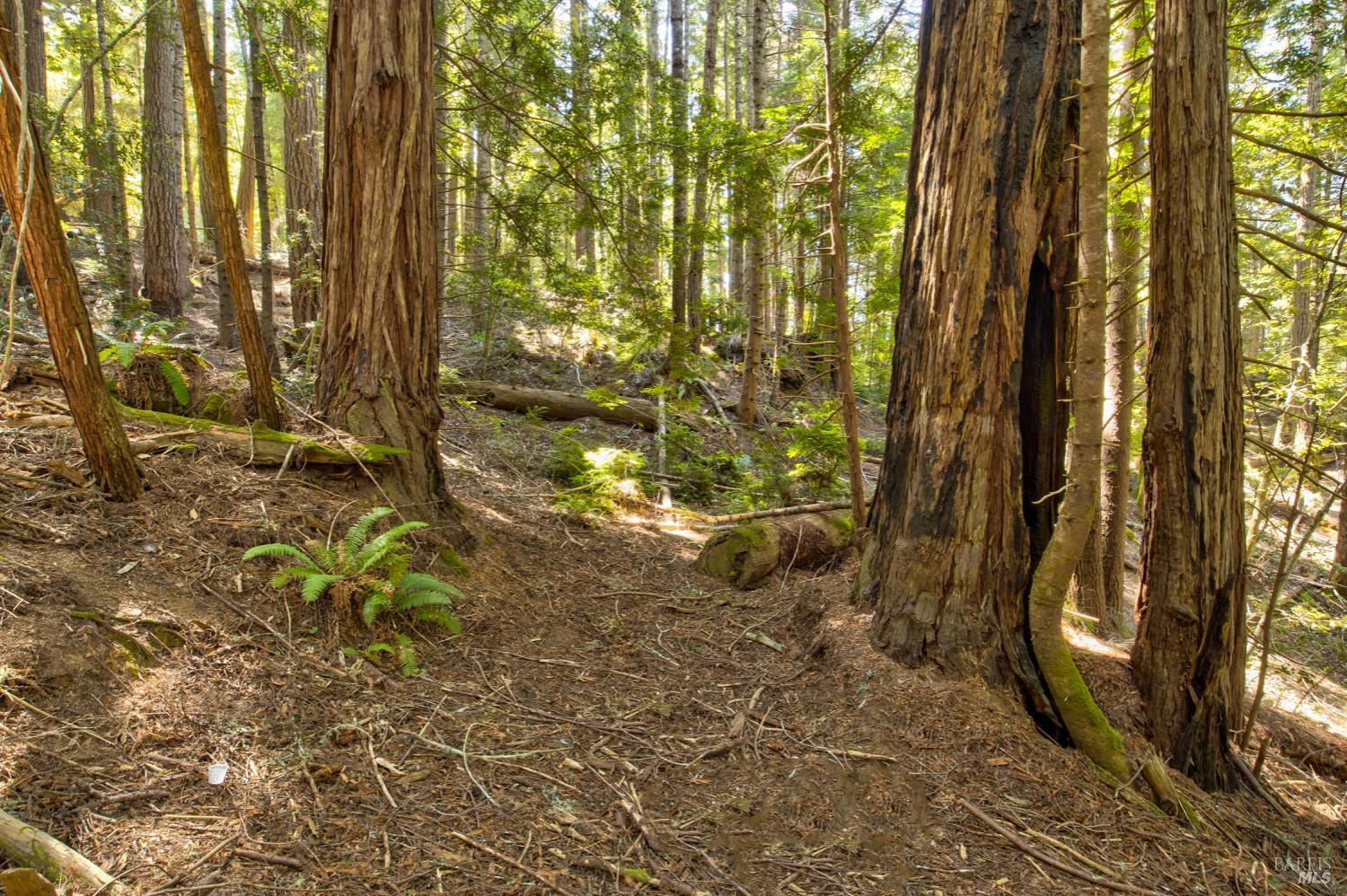 Frog Pond Road, Little River, California image 14