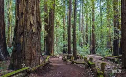Cazadero Highway, Cazadero, California image 21