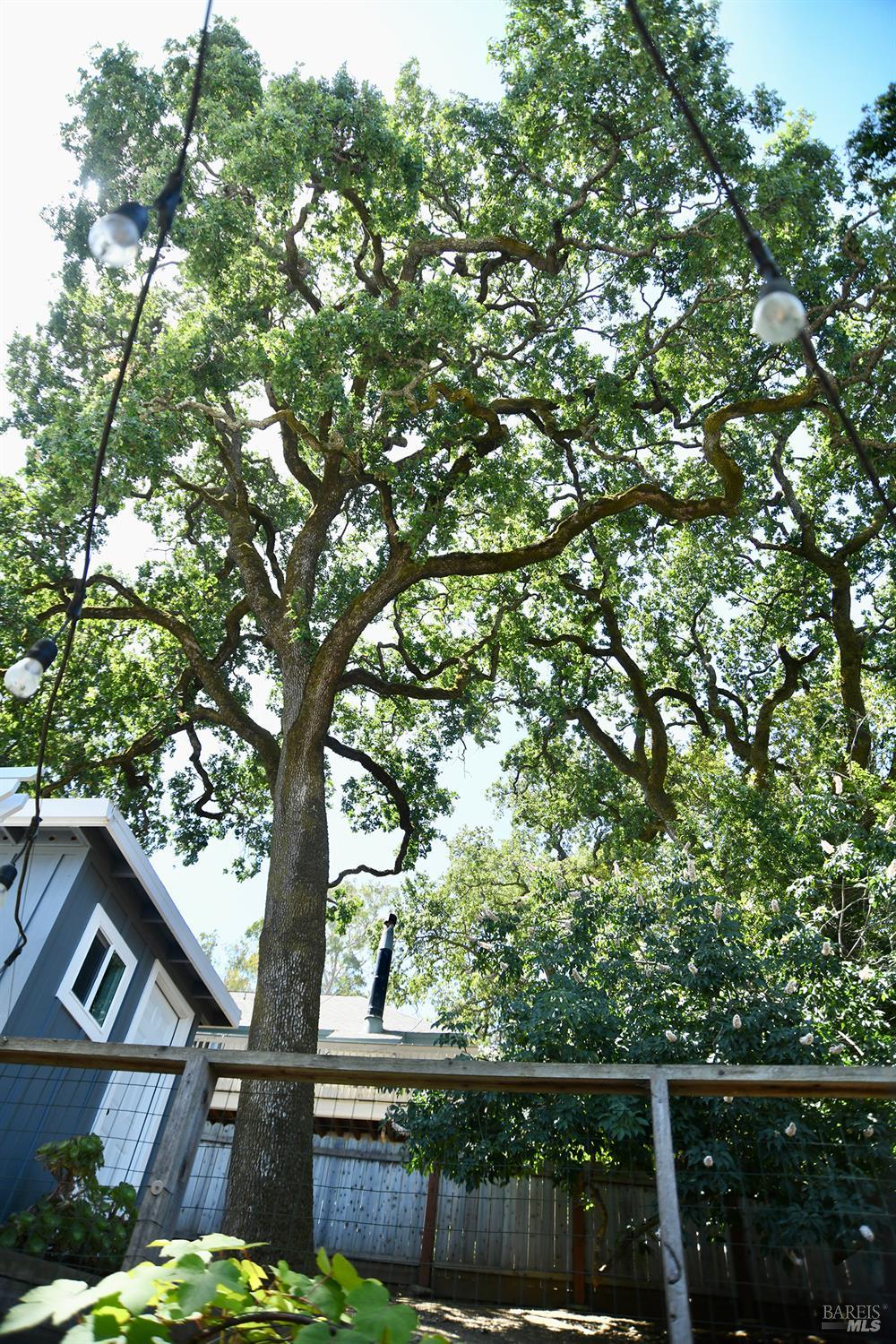 Jessup Street, San Rafael, California image 16