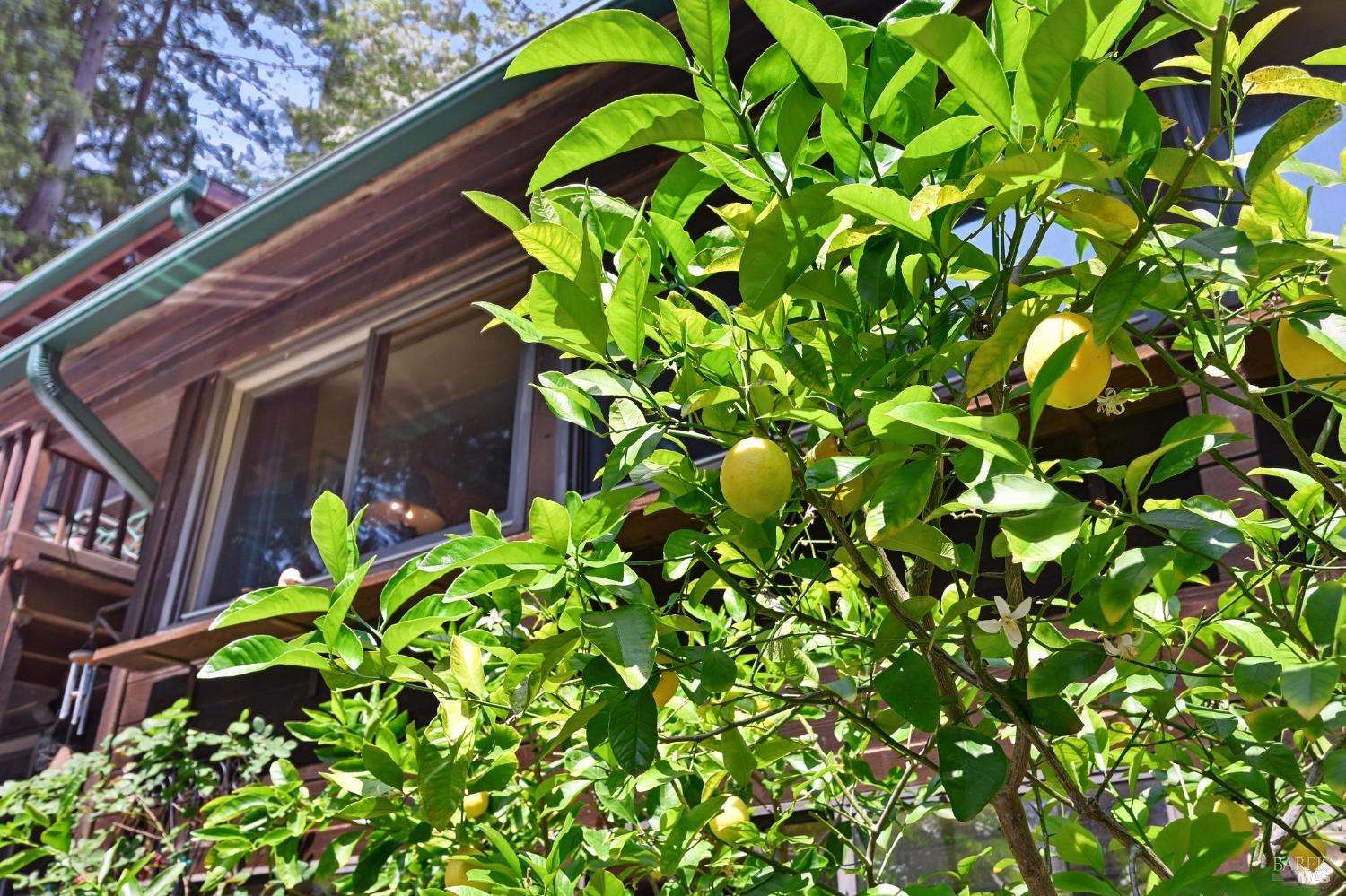 Detail Gallery Image 31 of 46 For 17815 Old Monte Rio Rd, Guerneville,  CA 95446 - 2 Beds | 2 Baths
