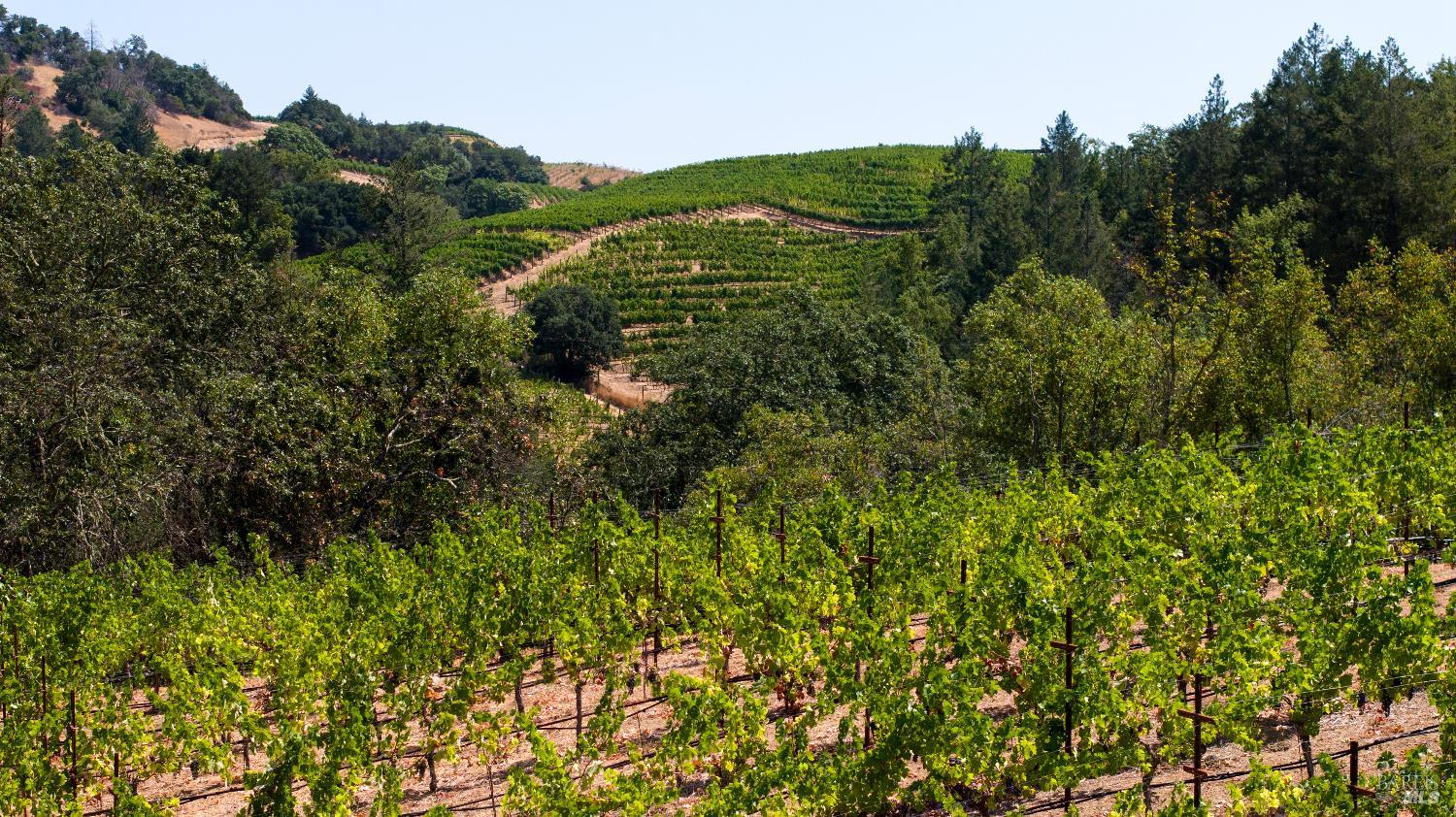 Detail Gallery Image 74 of 89 For 3000 Mount Veeder Rd, Napa,  CA 94558 - 8 Beds | 7/2 Baths