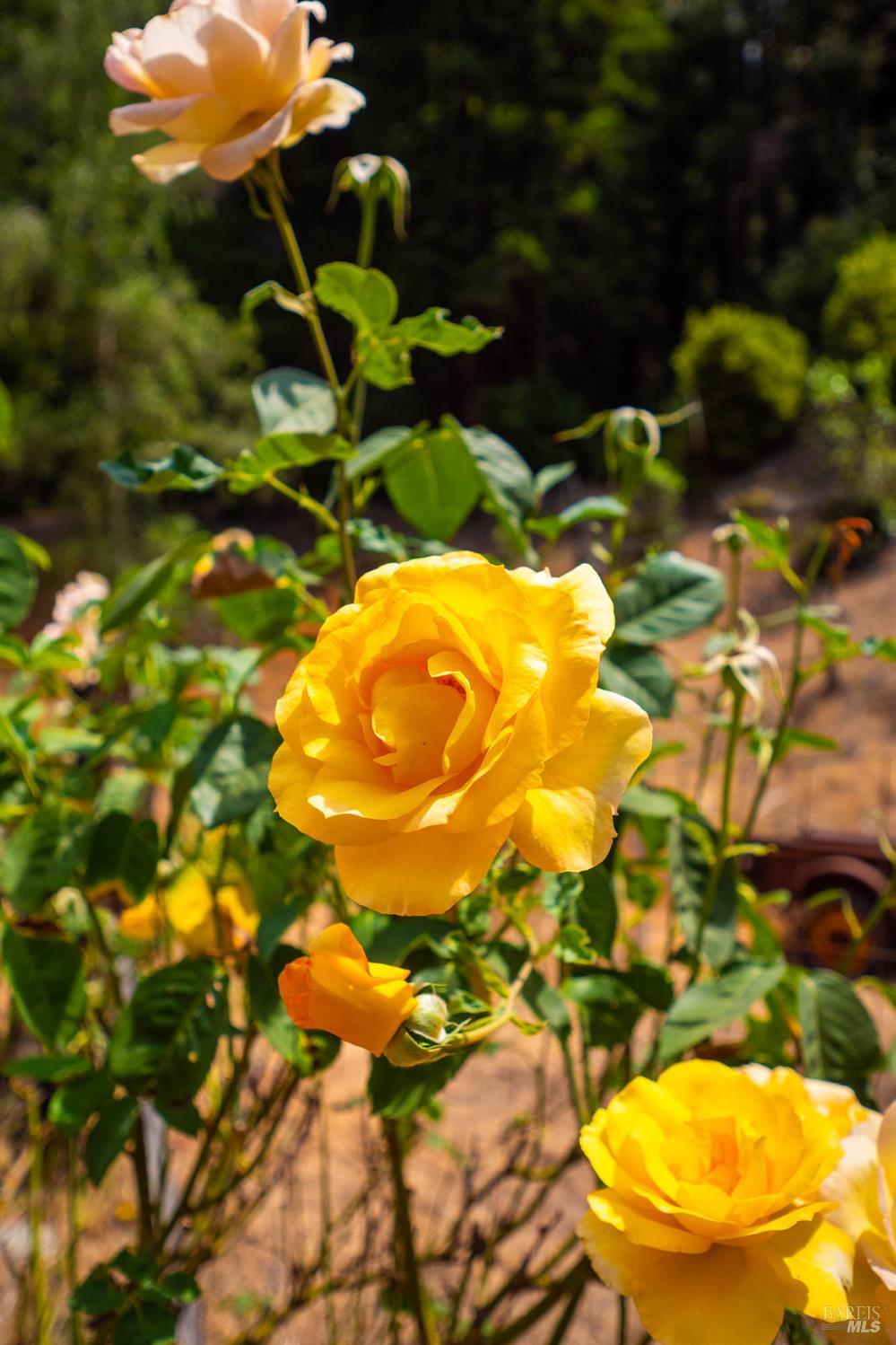 Detail Gallery Image 21 of 29 For 44150 Nash Mill Rd, Philo,  CA 95466 - 2 Beds | 2 Baths