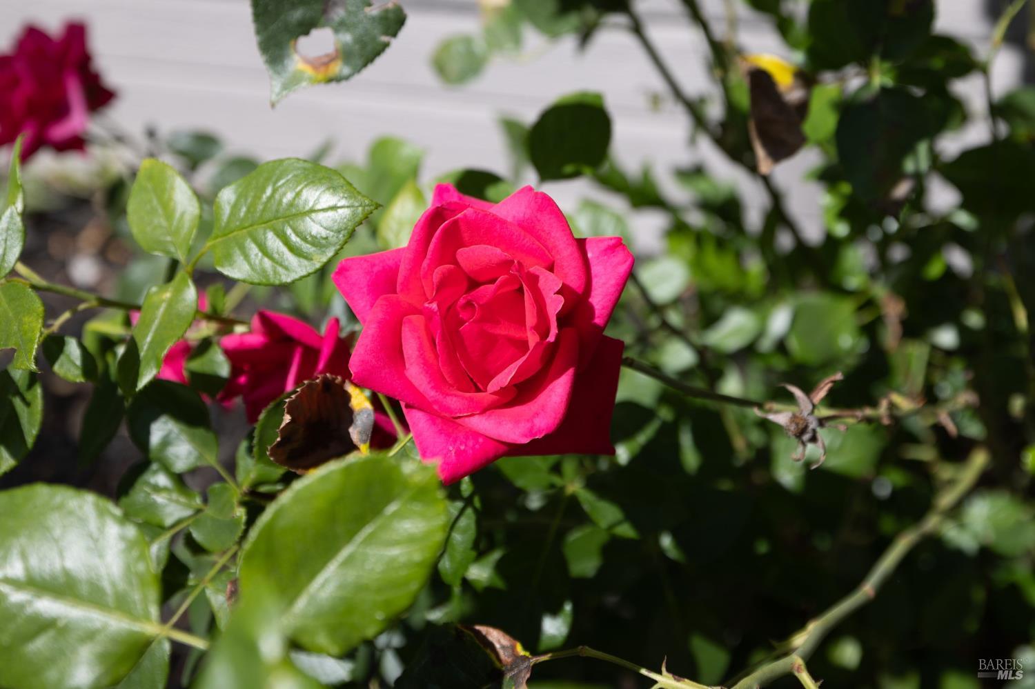 Detail Gallery Image 64 of 78 For 9705 Oconnell Rd, Sebastopol,  CA 95472 - 3 Beds | 2/1 Baths