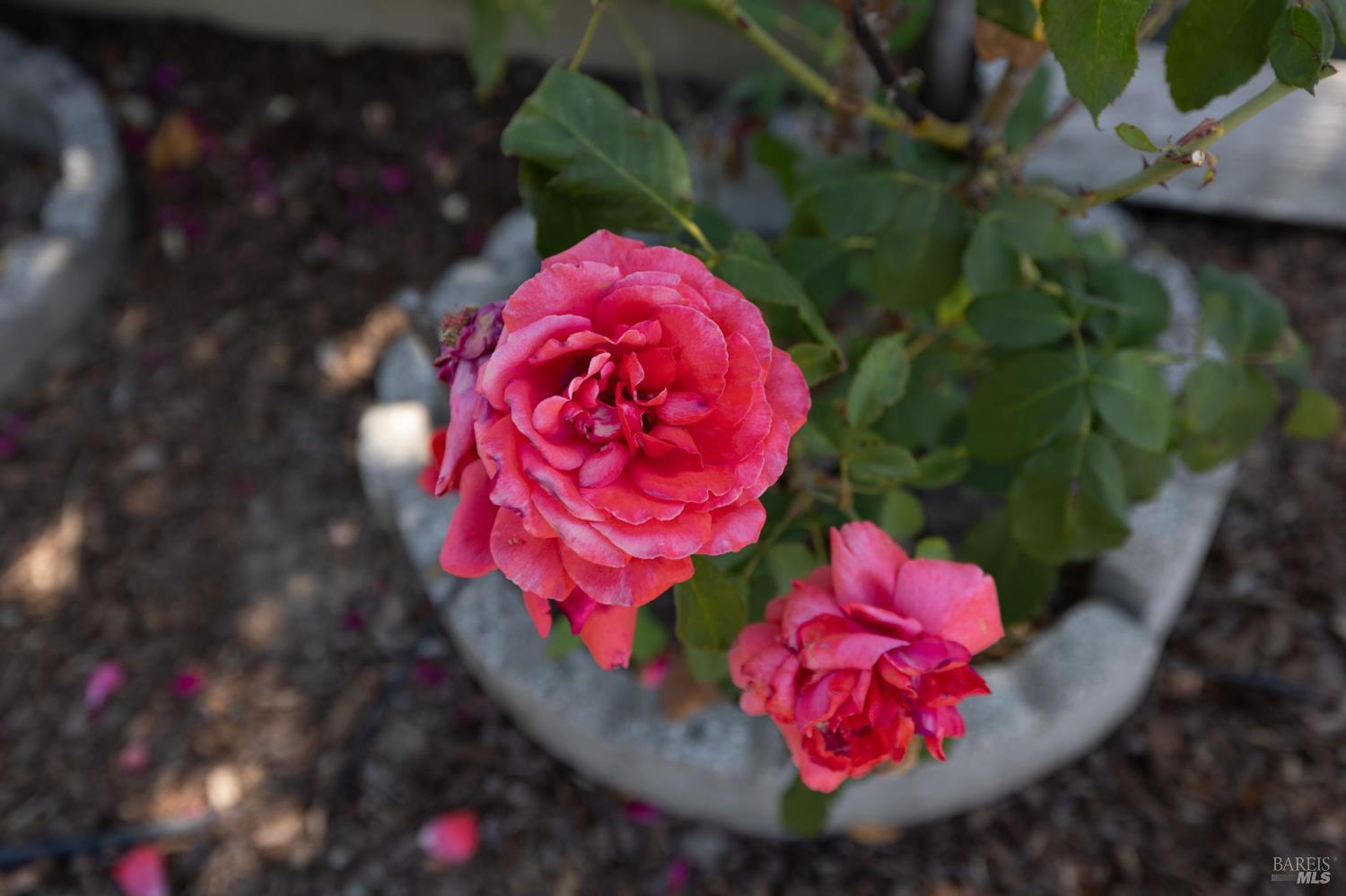 Detail Gallery Image 28 of 35 For 948 Ventnor Ave, Windsor,  CA 95492 - 3 Beds | 2 Baths