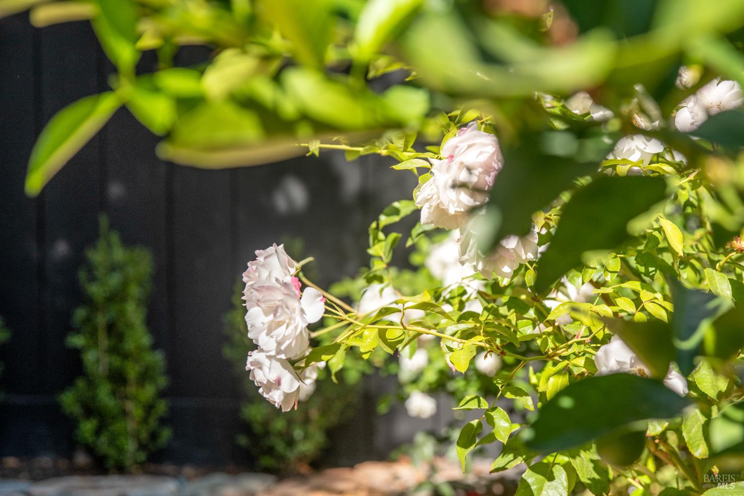 Detail Gallery Image 41 of 43 For 114 Tamal Vista Dr, San Rafael,  CA 94901 - 3 Beds | 2 Baths