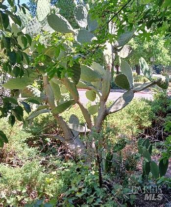Detail Gallery Image 20 of 32 For 1103 Mitzi Dr, Calistoga,  CA 94515 - 3 Beds | 2 Baths