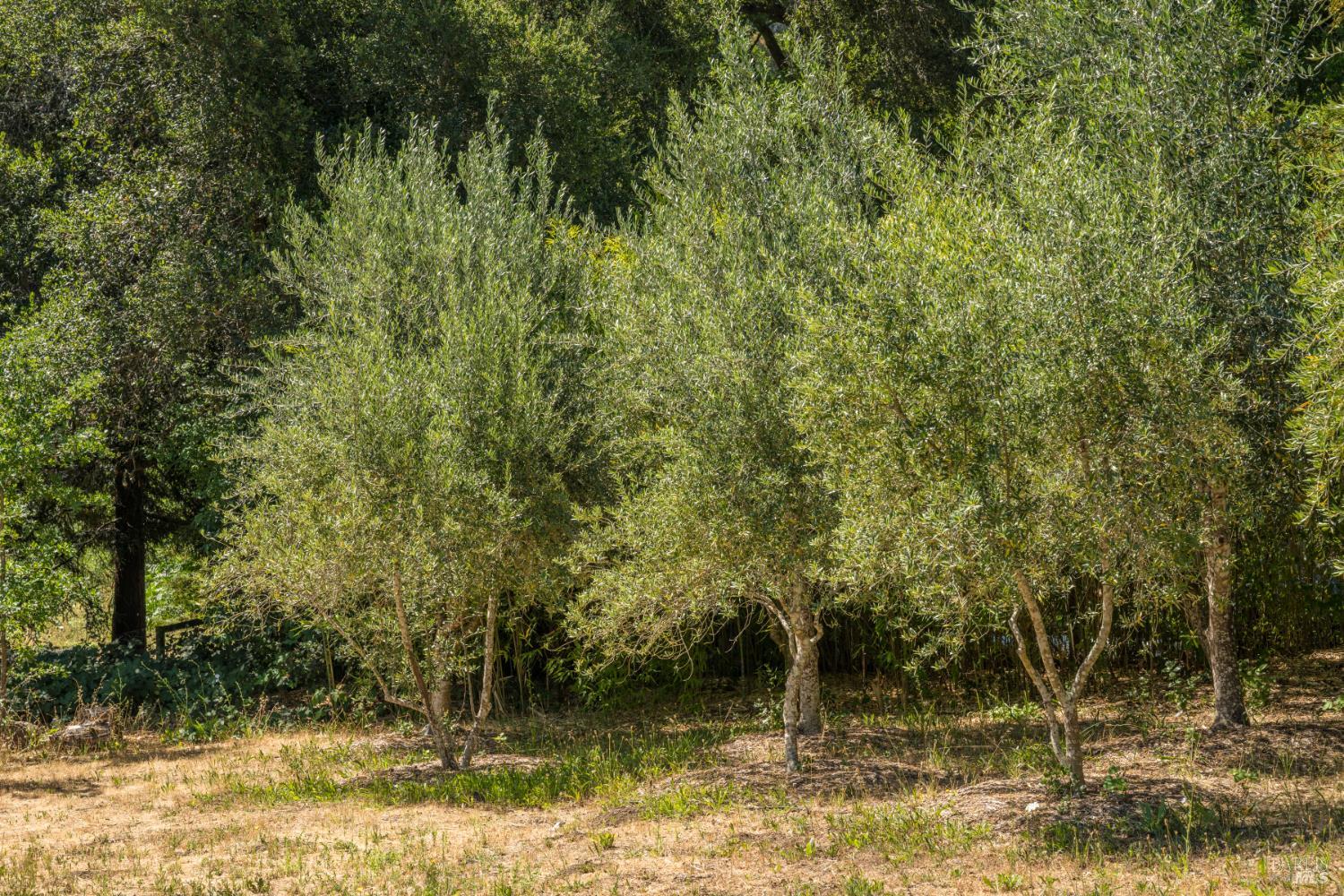 Detail Gallery Image 57 of 64 For 14856 Chalk Hill Rd, Healdsburg,  CA 95448 - 3 Beds | 2/1 Baths