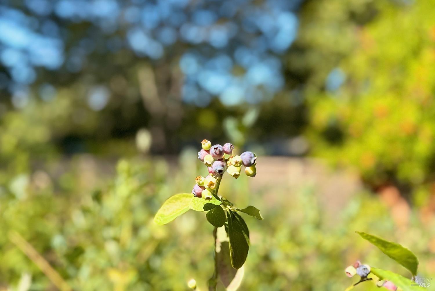 Detail Gallery Image 50 of 52 For 4165 Shook Rd, Sebastopol,  CA 95472 - 3 Beds | 2 Baths