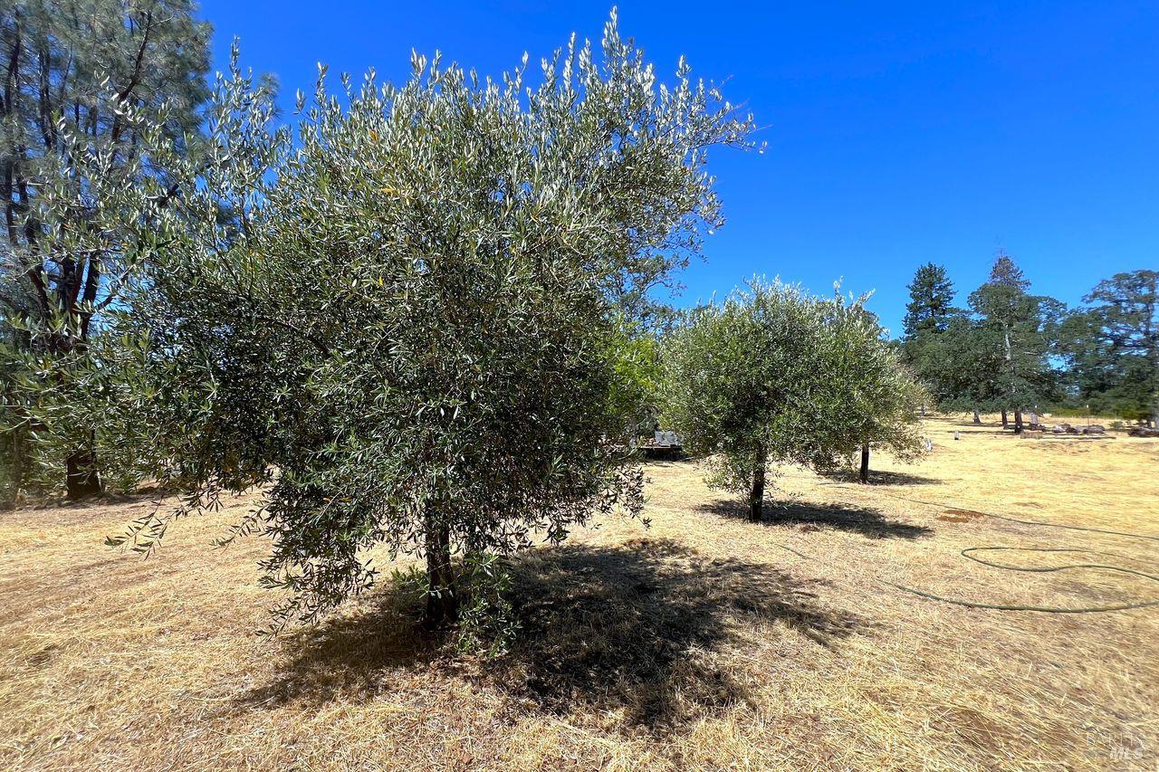 Detail Gallery Image 31 of 42 For 17277 Butts Canyon Rd, Middletown,  CA 95461 - 0 Beds | 1/1 Baths