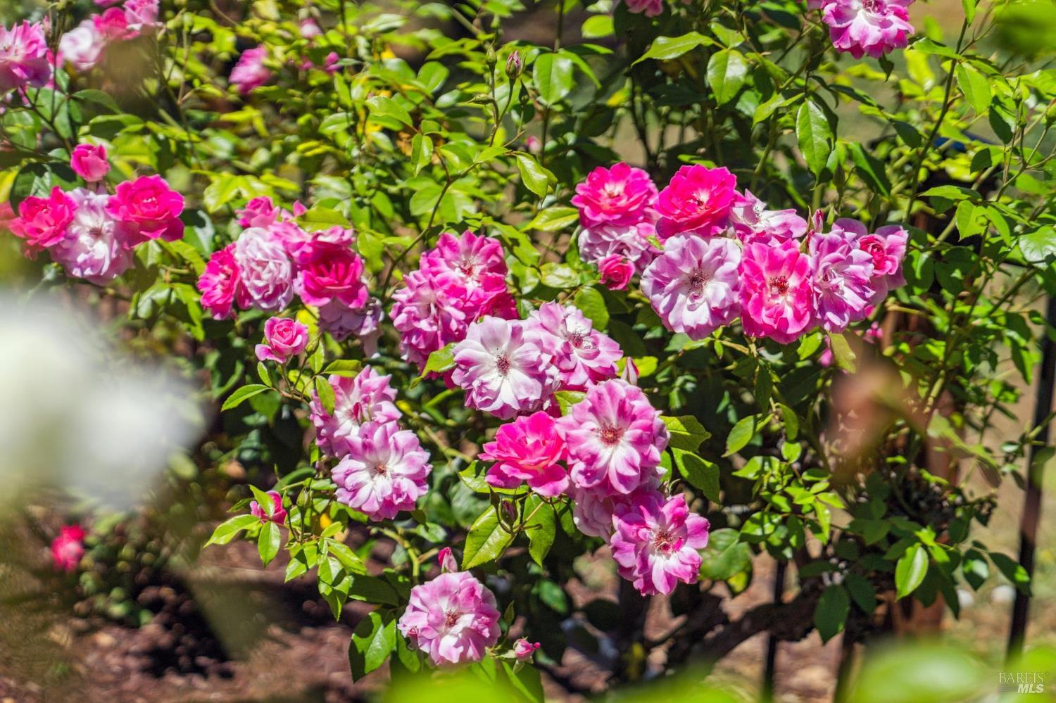 Detail Gallery Image 29 of 43 For 12 Birnam Wood Ct, Petaluma,  CA 94954 - 3 Beds | 2/1 Baths