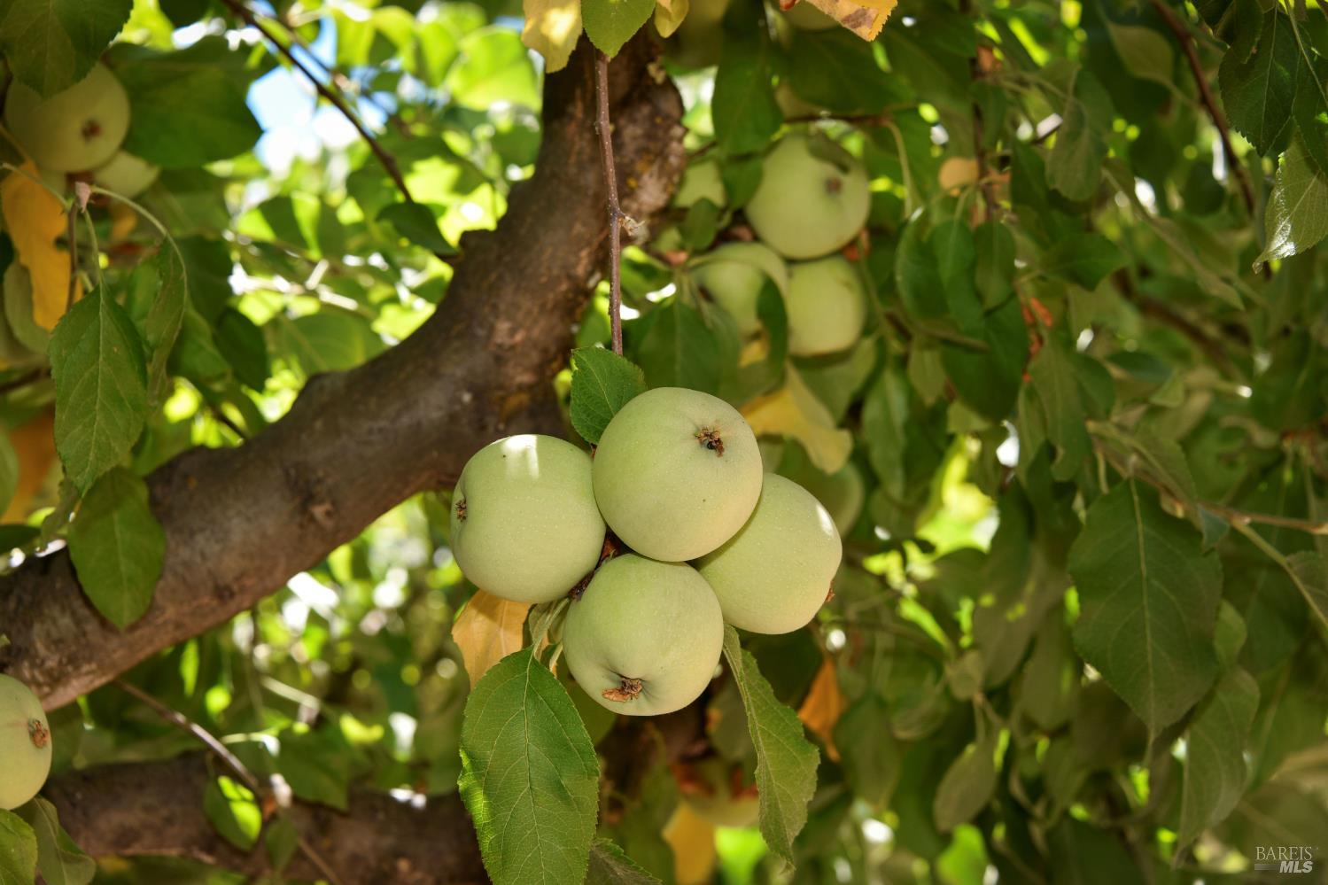 Detail Gallery Image 16 of 57 For 455 Glass Mountain Rd, Saint Helena,  CA 94574 - 3 Beds | 2 Baths