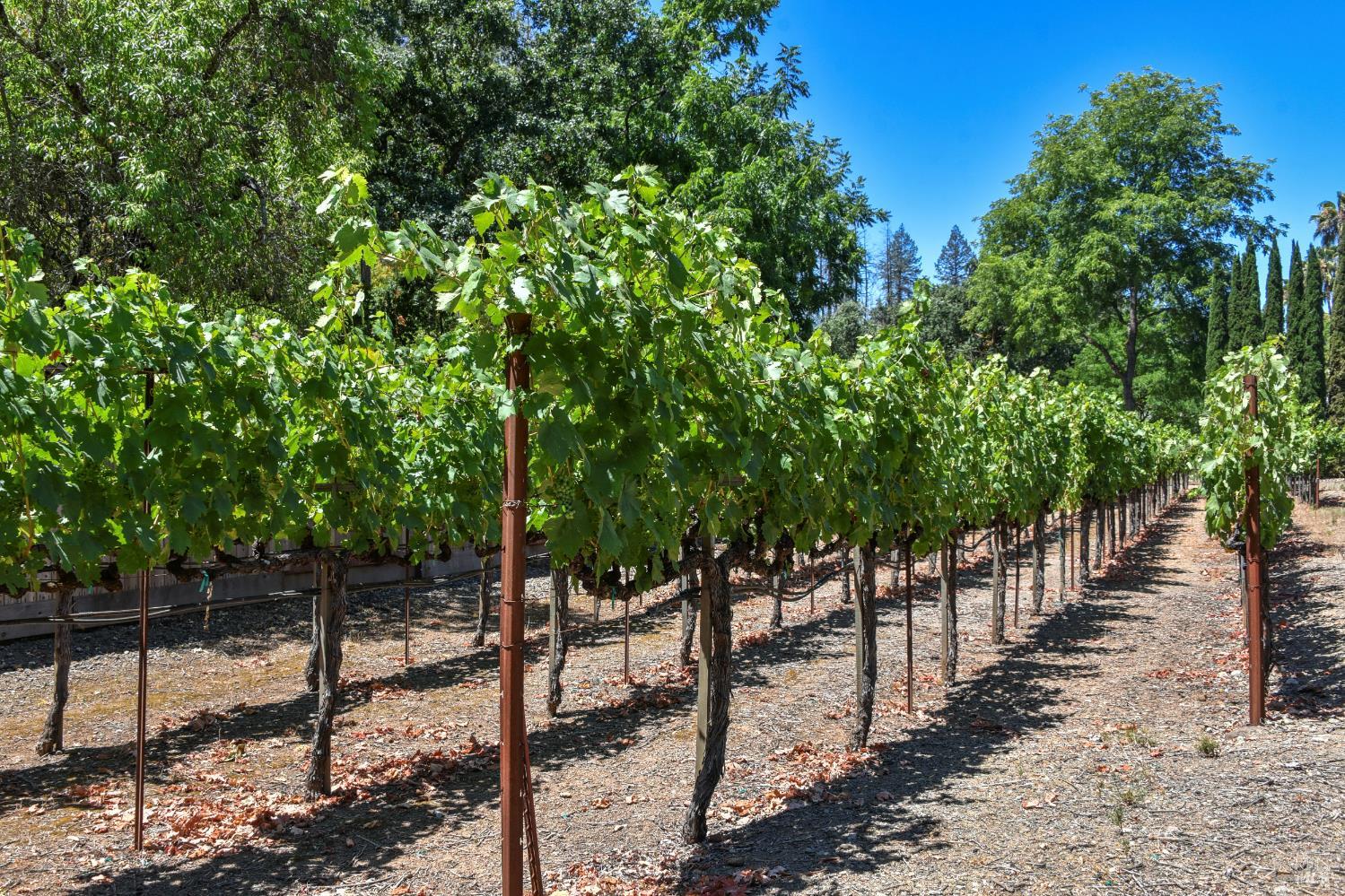 Detail Gallery Image 6 of 57 For 455 Glass Mountain Rd, Saint Helena,  CA 94574 - 3 Beds | 2 Baths