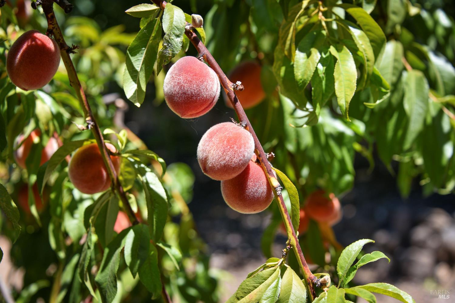 Detail Gallery Image 15 of 57 For 455 Glass Mountain Rd, Saint Helena,  CA 94574 - 3 Beds | 2 Baths