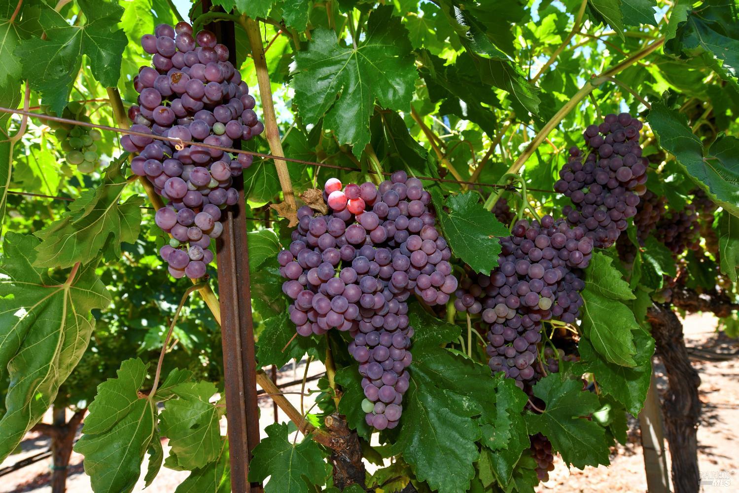 Detail Gallery Image 9 of 57 For 455 Glass Mountain Rd, Saint Helena,  CA 94574 - 3 Beds | 2 Baths