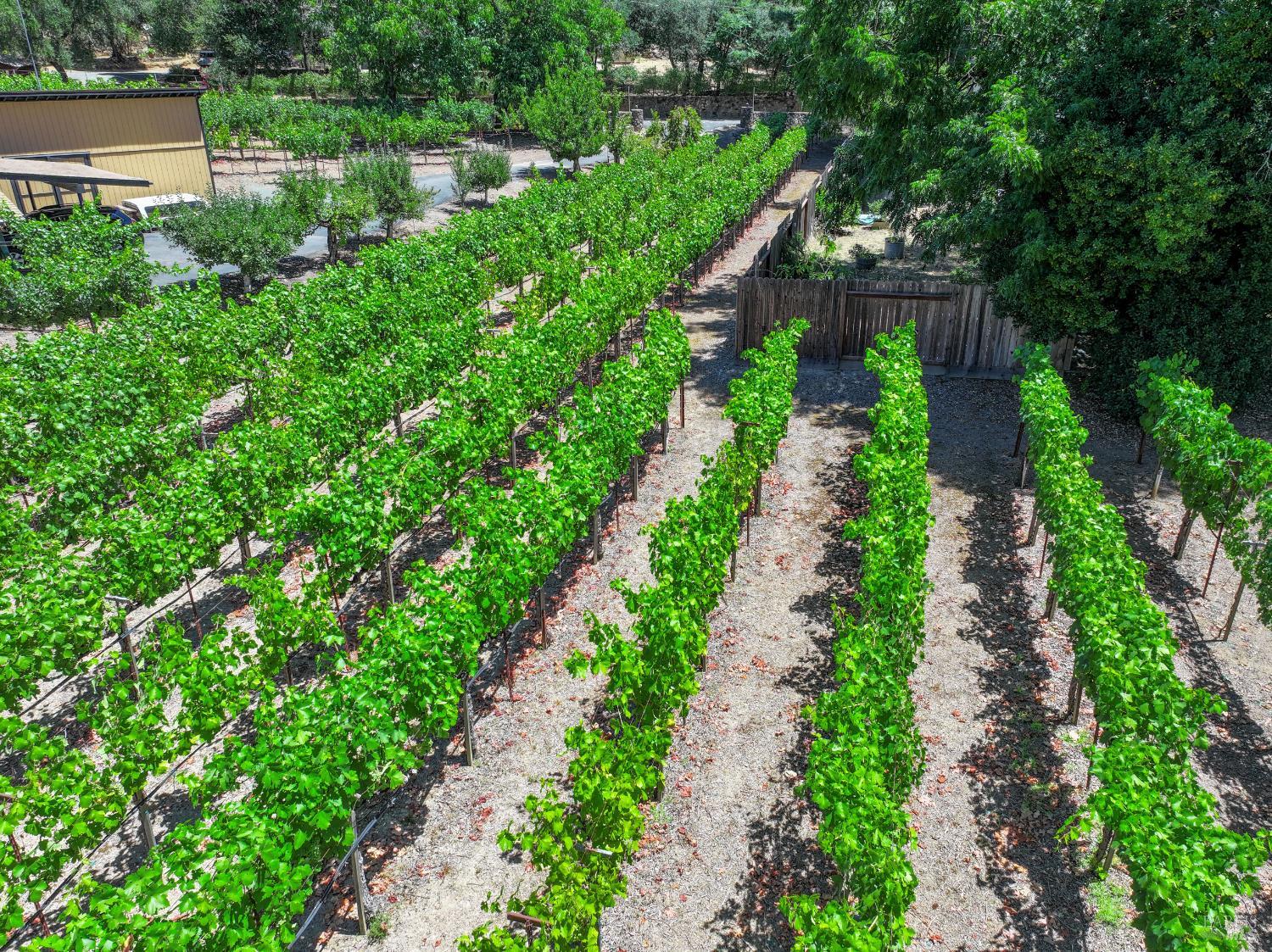 Detail Gallery Image 5 of 57 For 455 Glass Mountain Rd, Saint Helena,  CA 94574 - 3 Beds | 2 Baths