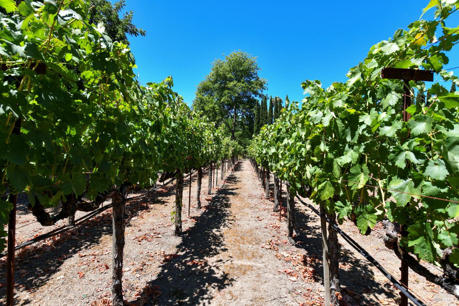 Detail Gallery Image 7 of 57 For 455 Glass Mountain Rd, Saint Helena,  CA 94574 - 3 Beds | 2 Baths