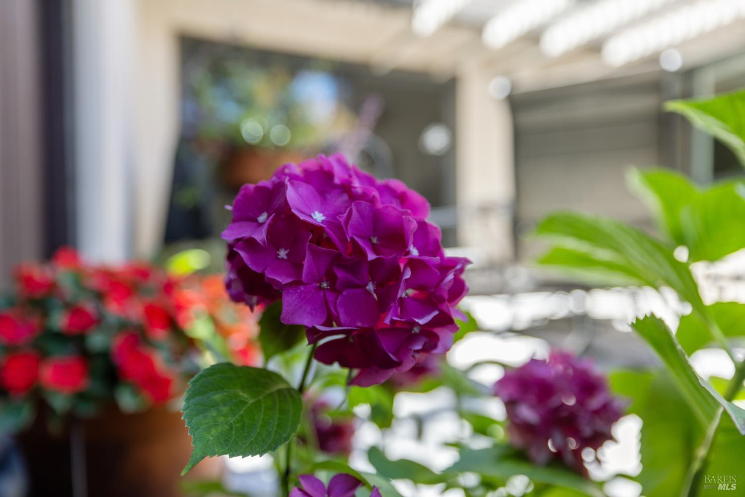 Detail Gallery Image 37 of 51 For 920 5th St #Q,  Sonoma,  CA 95476 - 2 Beds | 2 Baths
