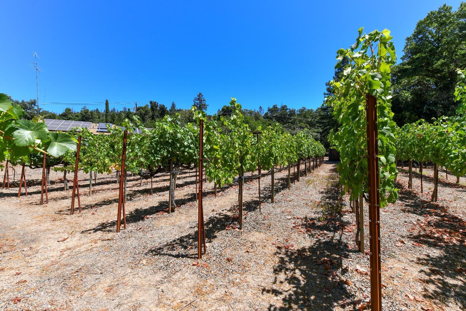 Detail Gallery Image 8 of 57 For 455 Glass Mountain Rd, Saint Helena,  CA 94574 - 3 Beds | 2 Baths