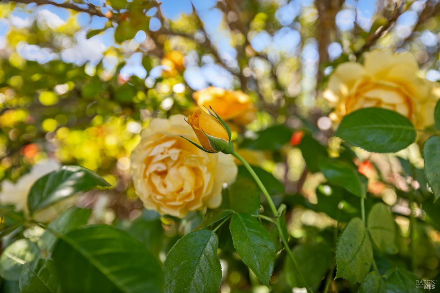 Detail Gallery Image 54 of 63 For 319 Laurel Leaf Pl, Santa Rosa,  CA 95409 - 3 Beds | 2 Baths