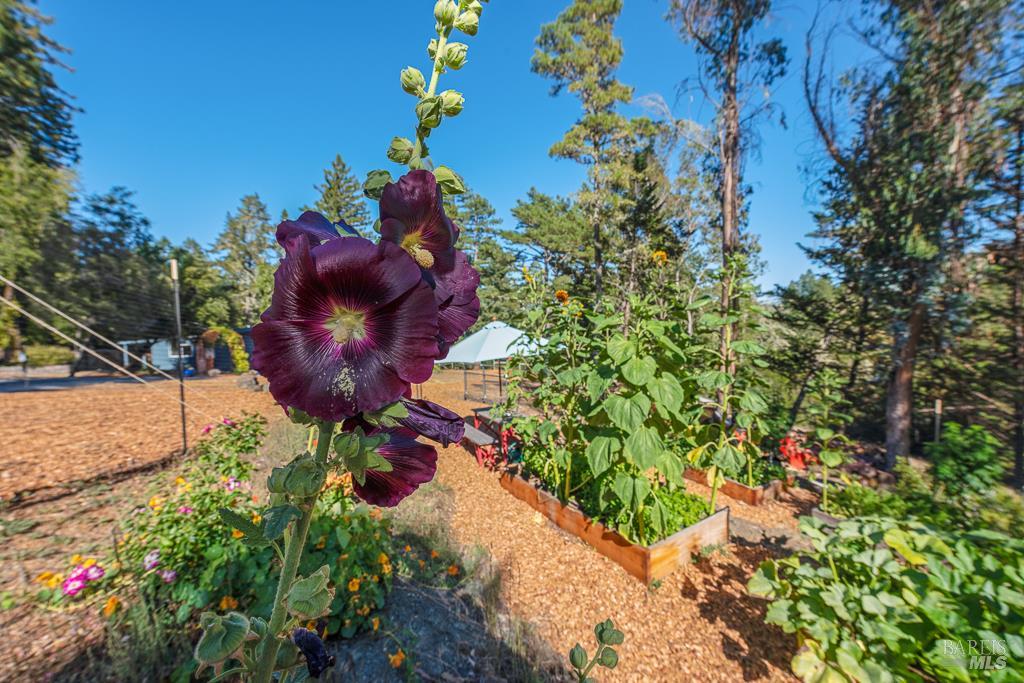 Detail Gallery Image 42 of 74 For 17197 Fitzpatrick Ln, Occidental,  CA 95465 - 3 Beds | 1 Baths